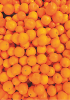 Oranges Minceur