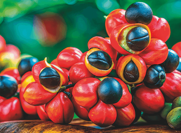 Guarana